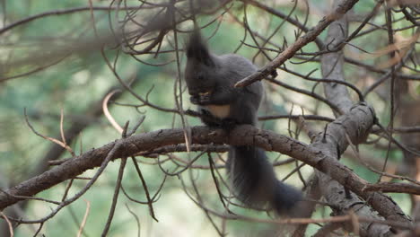 eurasian red squirrel  eating nut on pine branch