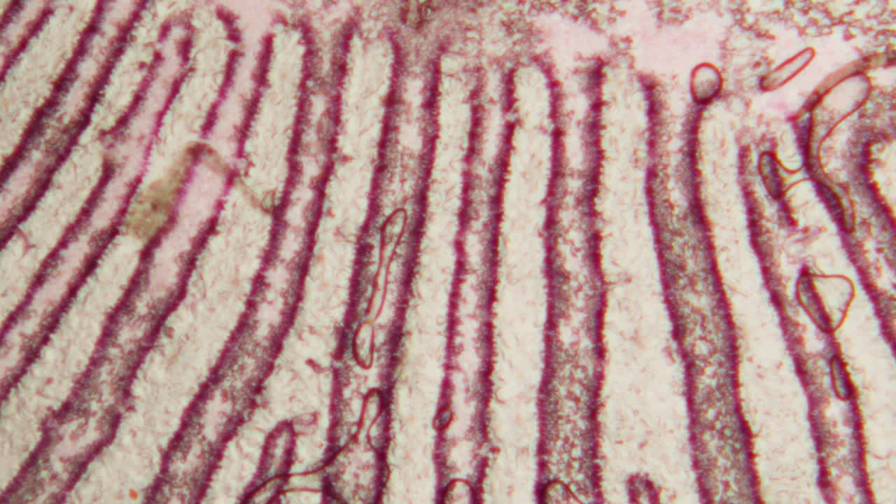 Detailed Microscopic View of Organic Tissue and Cellular Structure
