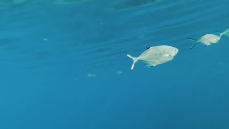 a close-up of two blue runner swimming near the water surface in cyrpus