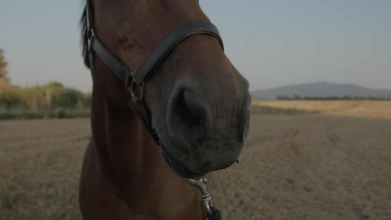 A brown horse on a field