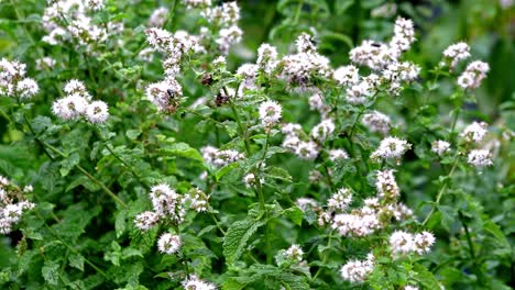 Insectos-Zumbando-Alrededor-De-Las-Flores-Del-Jardín-De-Hierbas-Menta-Que-Crece-En-Un-Jardín-Inglés