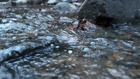 slow low angle dolly shot of flowing fresh water stream between stones and rocks in nature