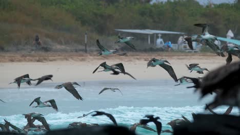 frenesí de alimentación de piqueros de patas azules - isla isabela - galápagos ecuador