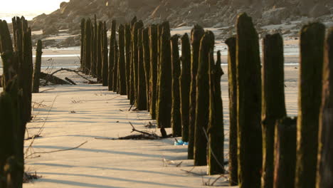 weathered tree logs buried standing in the sand at the shore of vieira beach in portugal - left panning shot