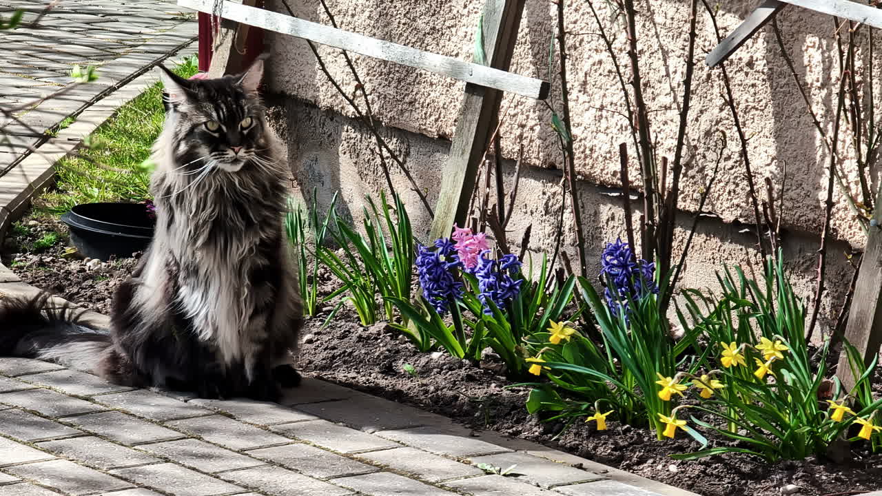 Maine Coon cat sitting and observing surroundings on a windy outside