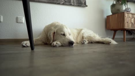 Close-up-of-white-dog-laying-on-the-ground-inside-with-its-head-on-its-paw-looking-tired