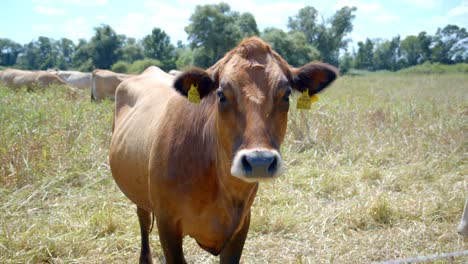 closeup of dairy cattle with ear tag with herd in the background standing in the rural farm