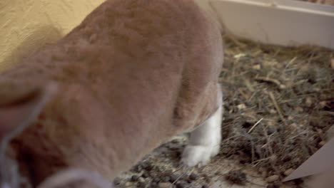 cleaning the cage of a ginger rabbit with a shovel and the cony is waiting in his house