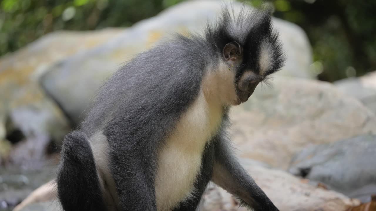 tiro de cerca en cámara lenta del mono de la hoja de thomas comiendo y bebiendo del arroyo de la selva en bukit lawang, en el norte de sumatra