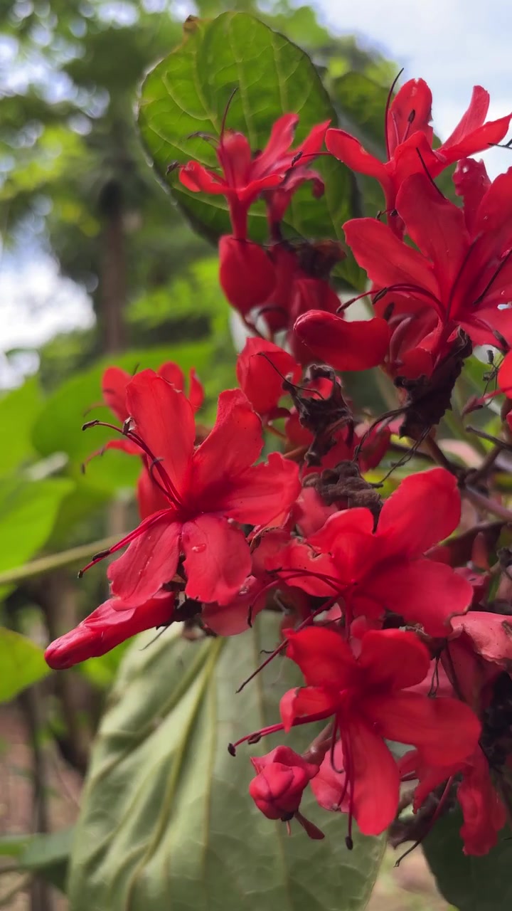Fiori tropicali rossi vivaci con gocce di pioggia in un giardino