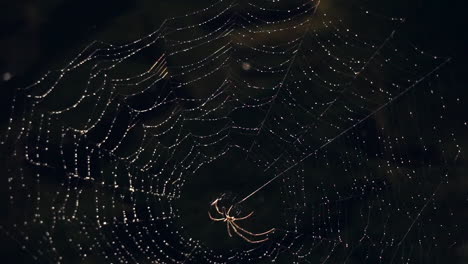 spider web covered in dew drops with spider at center