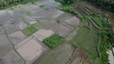 flooded rice fields before planting seedlings in bali, indonesia