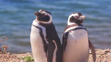 penguin pair sanding back to back as if having a family indifference looking opposite side