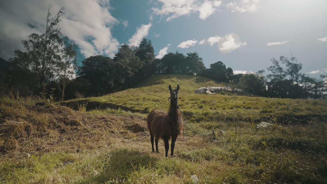 llama de pie en los campos de la región montañosa de los andes en ecuador, américa del sur