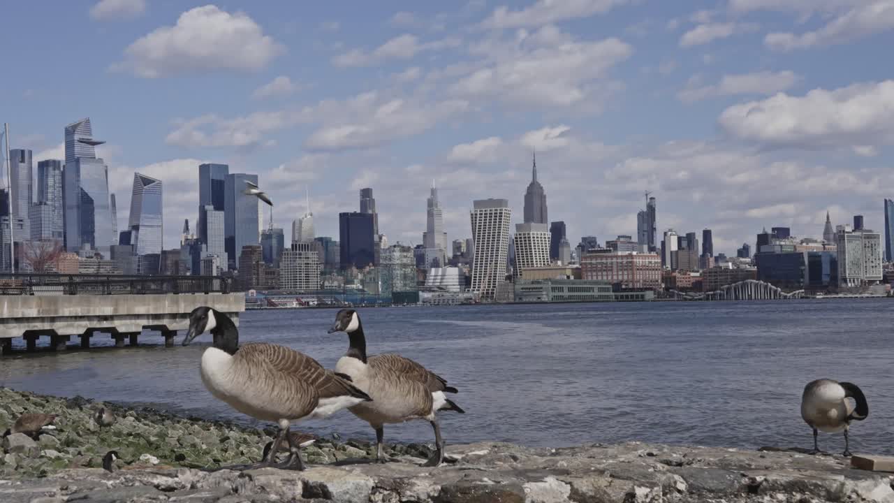 Geese with New York City skyline in background