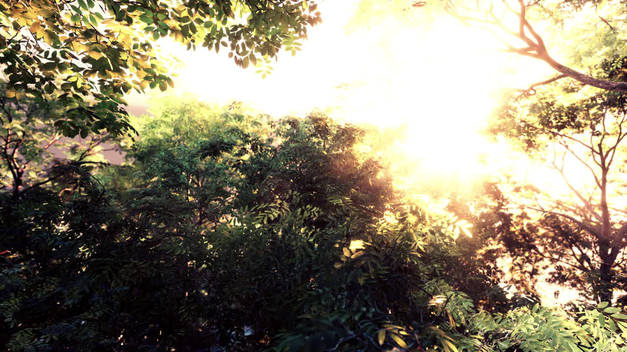 가을 첫날 새벽에 안개 숲.