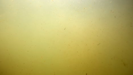 las partículas en el agua del lago giran.