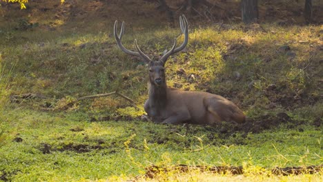 Sambar-Rusa-Unicolor-Es-Un-Ciervo-Grande-Nativo-Del-Subcontinente-Indio,-El-Sur-De-China-Y-El-Sudeste-Asiático-Que-Figura-Como-Especie-Vulnerable.-Parque-Nacional-Ranthambore-Sawai-Madhopur-Rajastán-India