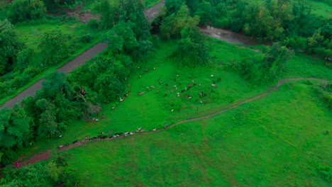 Ziege,-Die-Gras-In-Jungal-In-Der-Nähe-Von-Straßenfeldfarm-Indien-Maharashtra-Isst