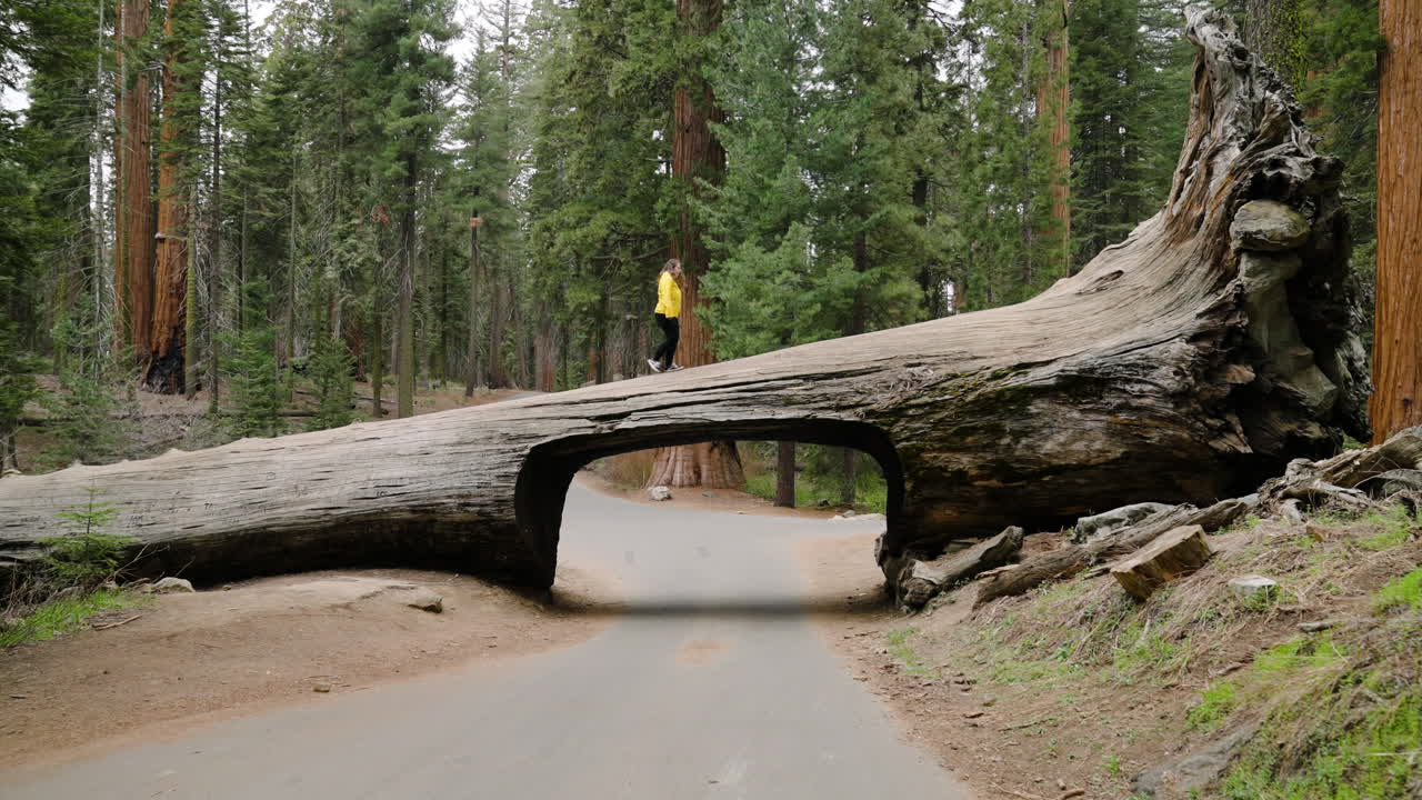 túnel de coche tallado con una mujer cruzando en el parque nacional sequoia, california, estados unidos
