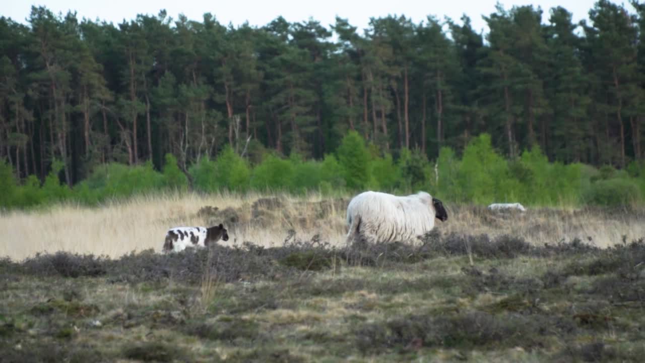 소나무 숲 근처 의 풀 에 있는 양 들