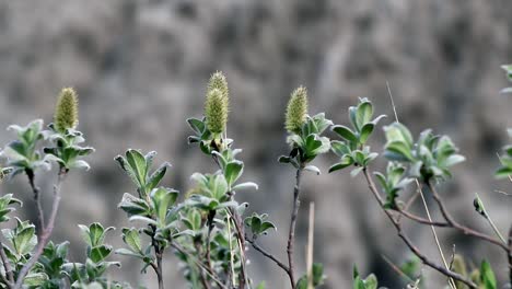 Pequeñas-Plantas-Nórdicas-Frente-A-Una-Enorme-Cascada-En-Islandia