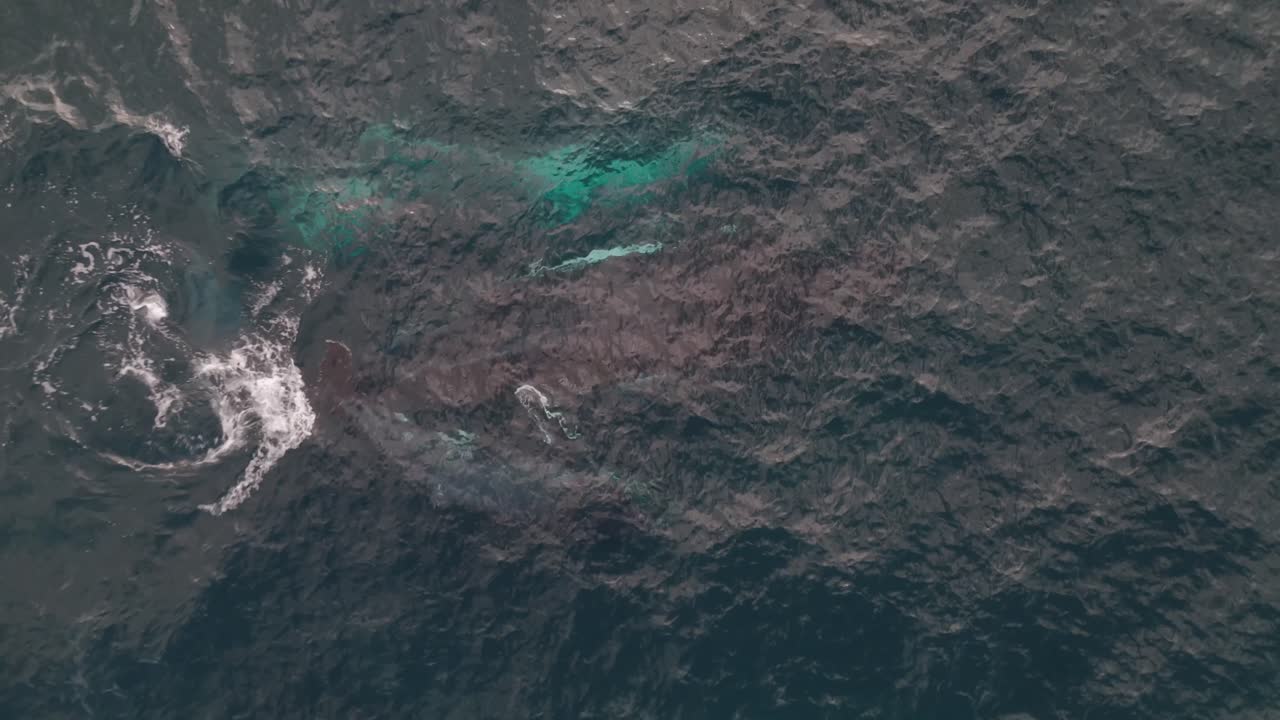 Aerial top-down view of humpback whale migration underwater, featuring a mother, calf, and escort swimming together in the open ocean off Sydney's coastline – a stunning marine wildlife moment.