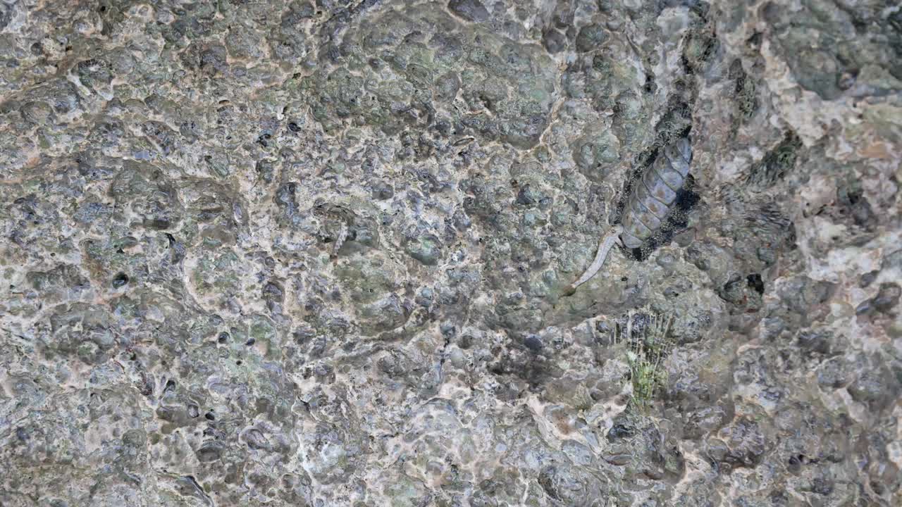 corales de arrecife petrificados