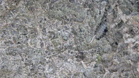 corales de arrecife petrificados