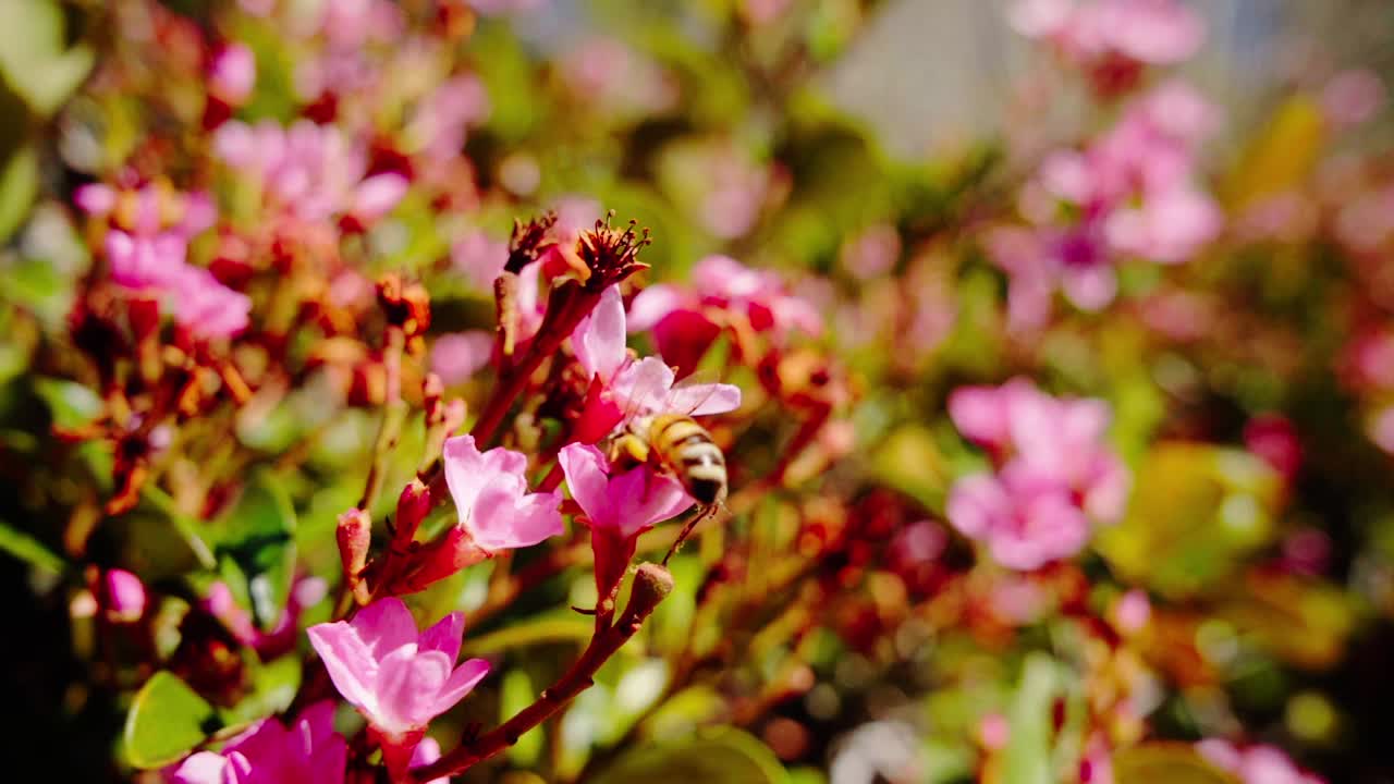 la abeja melífera polinizando una flor rosada en flor en el condado de noosa, queensland, australia