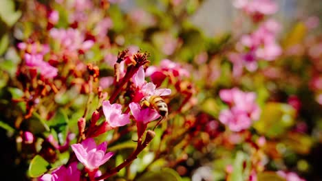 Abeja-Melífera-Polinizando-Una-Flor-Rosa-En-Flor-En-Noosa-Shire,-Queensland,-Australia