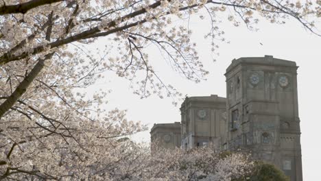 the best cherry blossom in yokohama