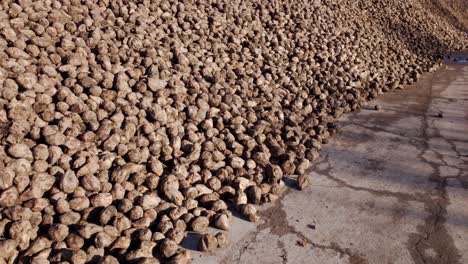 sugar beet root crops piled after harvest for sugar production - aerial drone