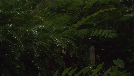 raindrops pouring on lush green plants in tropical forest at night