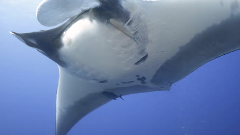 a giant black manta ray with one remora as a companion