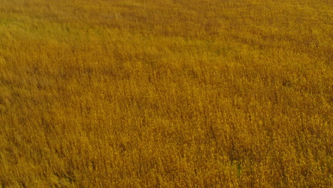 vista de campo de cereales al horizonte. vista desde arriba de campo de trigo en día de verano.