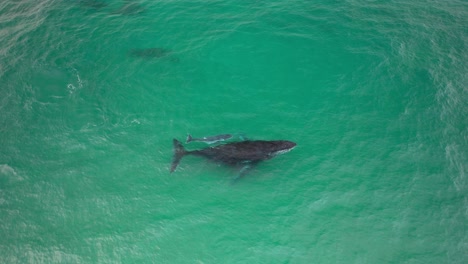 aerial view of humpback whale swimming with its newborn calf in turquoise waters. nsw, australia