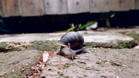 Un-Caracol-De-Jardín-Se-Mueve-Lentamente-Con-Hormigas-Deambulando