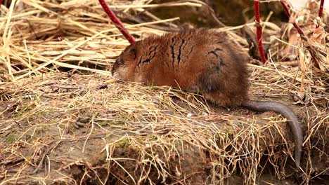 a wild muskrat cleans its fur on the shore of a river