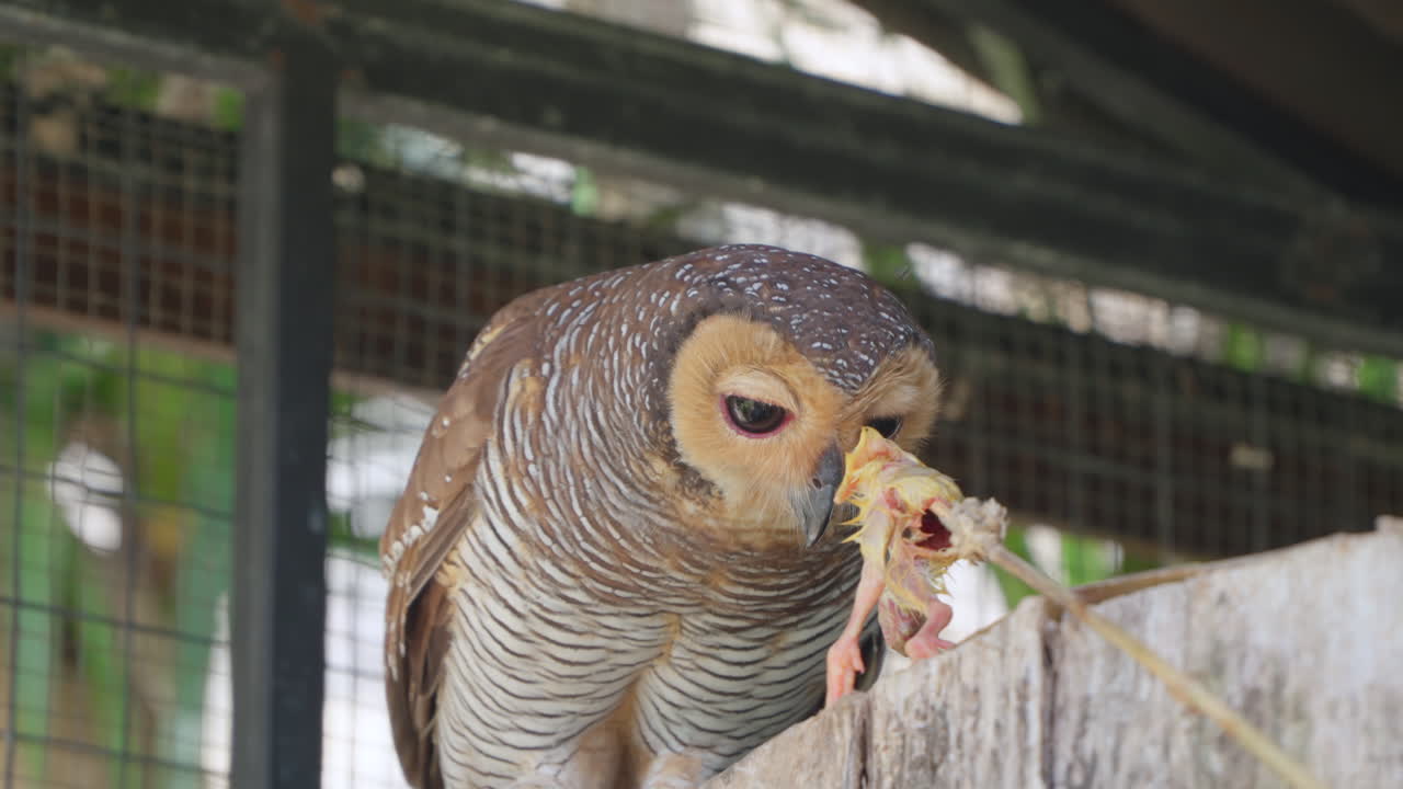 Weak Spotted Wood Owl Bird Reluctantly Picks Dead Marinated Chicken From Feeder's Stick in Birds Cage at Renaissance Bali Uluwatu Resort, Indonesia - slow motion