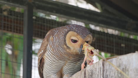 weak spotted wood owl bird reluctantly picks dead marinated chicken from feeder's stick in birds cage at renaissance bali uluwatu resort, indonesia - slow motion