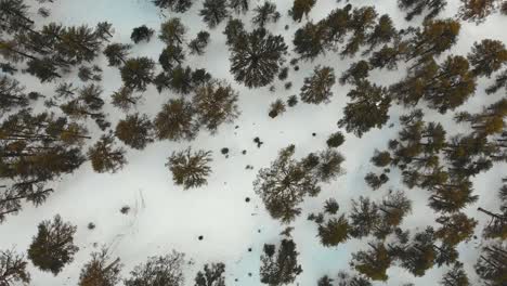 Dron-Del-Bosque-Nevado-Desde-Arriba