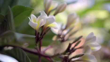 las flores de plumeria