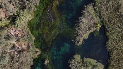 Hábitat-Acuático-En-El-Río