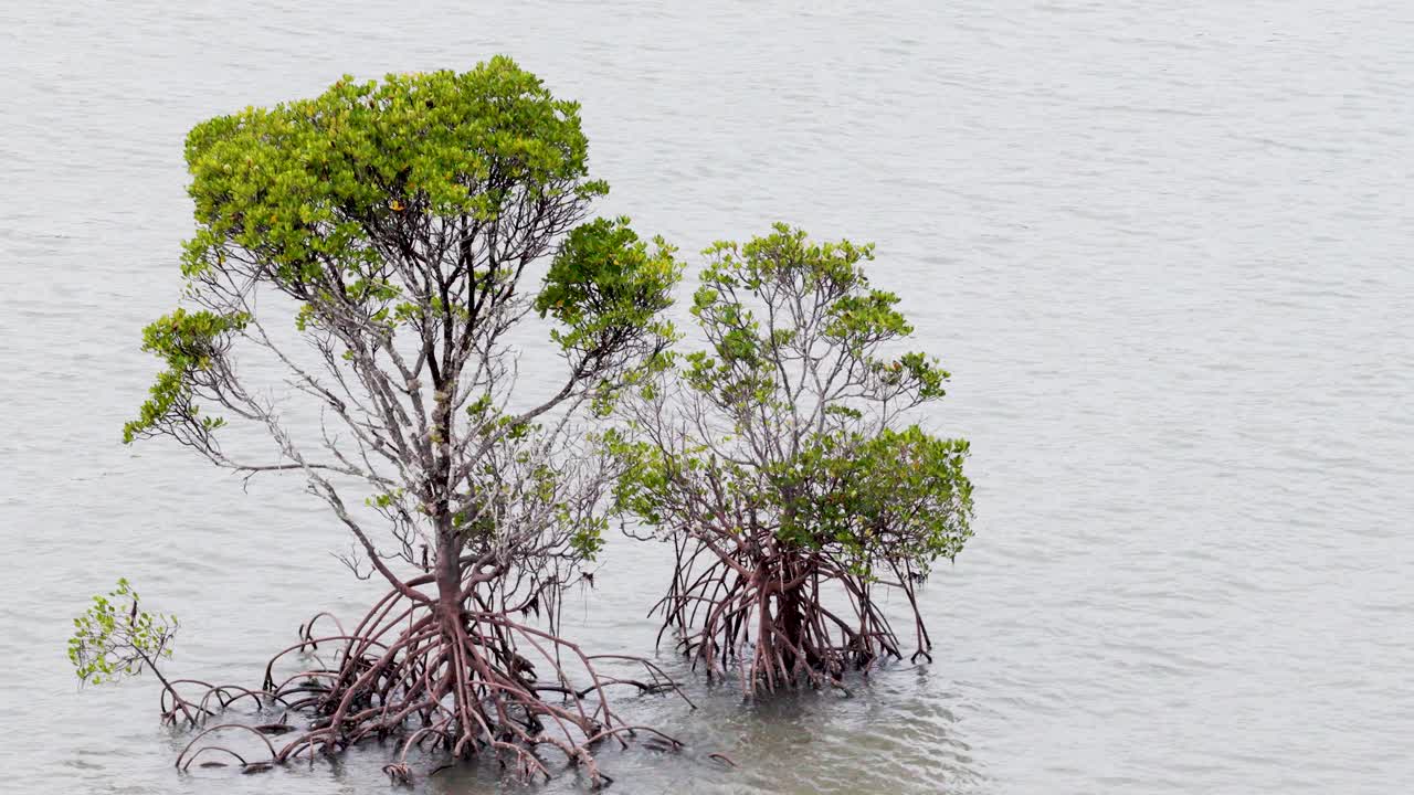 Drone captures serene mangrove trees in tranquil water, showcasing natural beauty and environmental tranquility