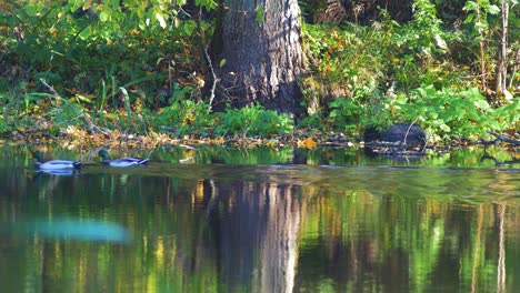 Two-mallards-passing-by-in-the-river-in-sunny-autumn-day