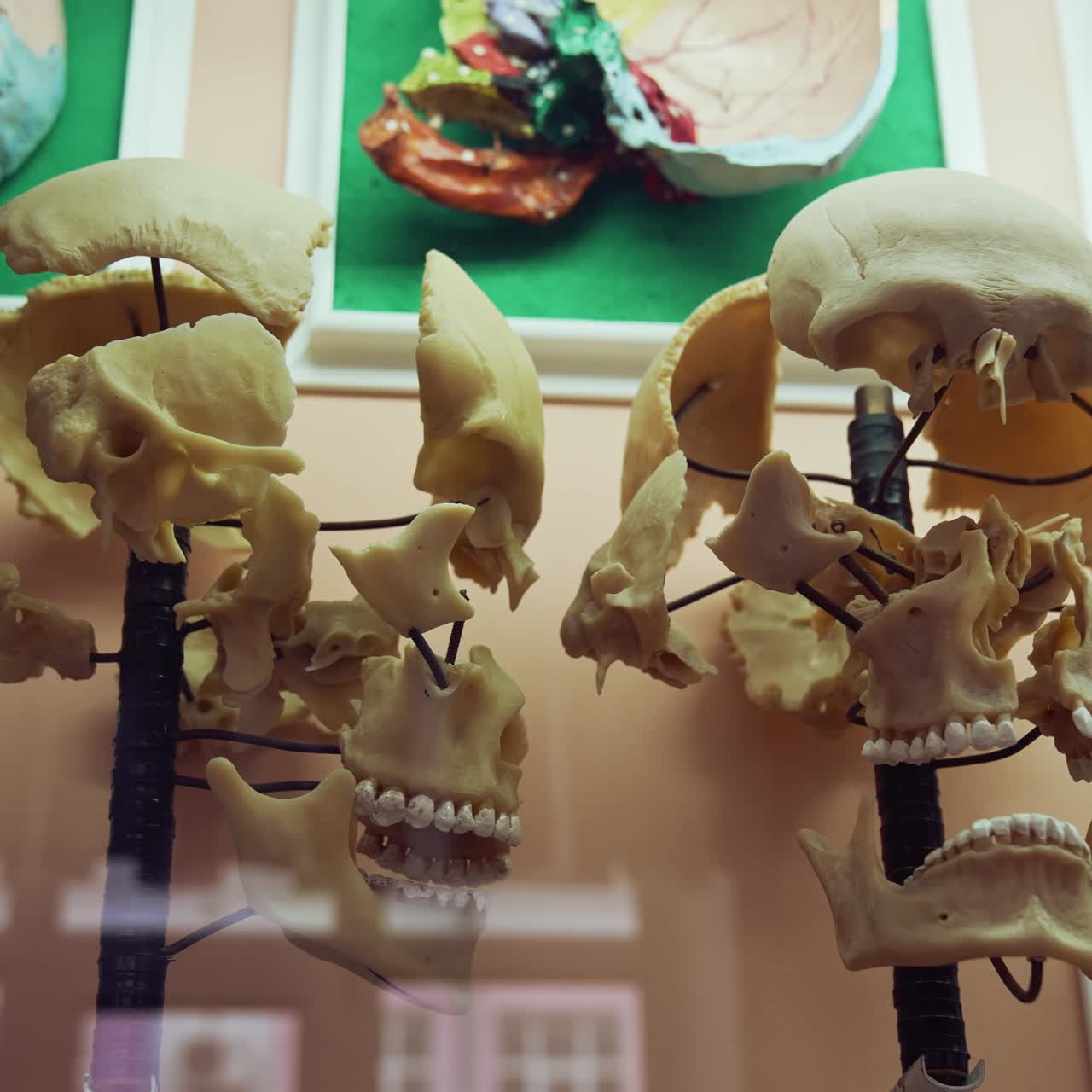 Skeleton in anatomy museum. Interior view of the anatomy museum