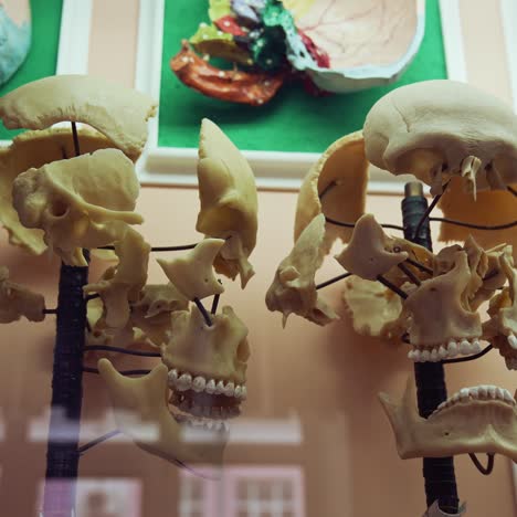 skeleton in anatomy museum. interior view of the anatomy museum