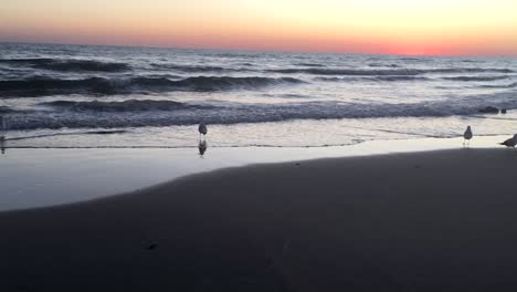 Slow-motion-pan-of-seagulls-standing-in-the-surf-at-sunset,-Gulf-of-California,-Puerto-Peñasco,-Rocky-Point,-Mexico