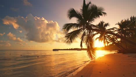 sunrise or sunset view of palm tree and beautiful tropical beach seamless loop footage. never ending video